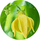 Ylang Ylang