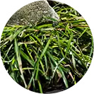 Vetiver bourbon