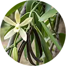 Madagaskarská vanilka